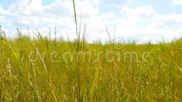 绿草如茵的田野蓝天白云未触及的自然主观摄像机向前移动视频的预览图