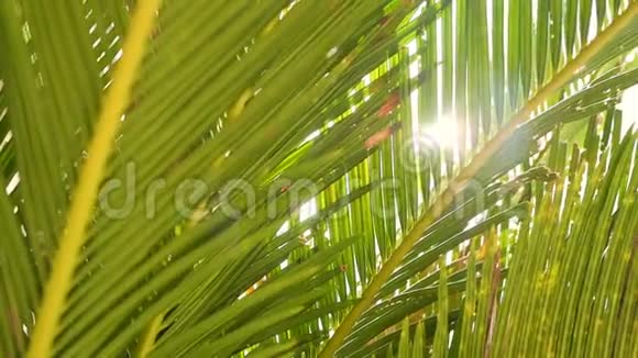 阳光透过热带椰子绿树闪闪发光视频的预览图