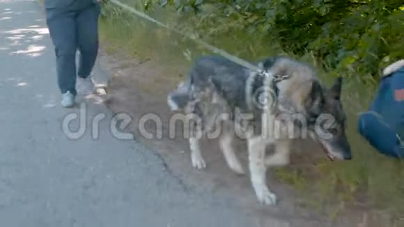 狗带着皮带在路上行走视频的预览图