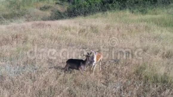 鹿小鹿在草地上疾驰野生动物俄罗斯视频的预览图