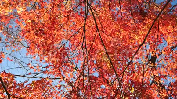 东京秋叶或棕榈叶的美丽多彩视频的预览图