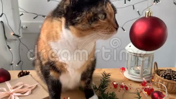 漂亮的深色家猫坐在一张木制桌子上上面装饰着节日的装饰背景中有一盏灯笼和闪烁的灯光还会玩耍视频的预览图