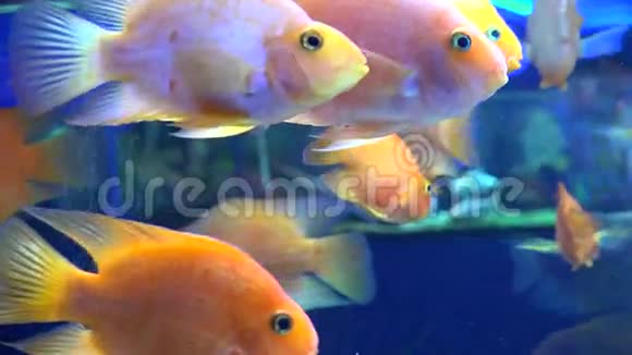 水族馆中的可爱橙色鱼蓝色背景4K超高清超高清视频的预览图