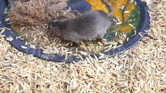 合上老鼠被胶水困住老鼠陷阱视频的预览图