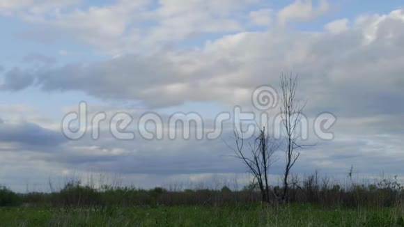 哥特式阴郁干燥的枯木露天与沉重的堆云景观视频的预览图