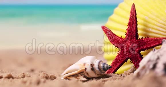 热带度假贝壳和海星在异国情调的海滩沙滩上背景是海浪视频的预览图