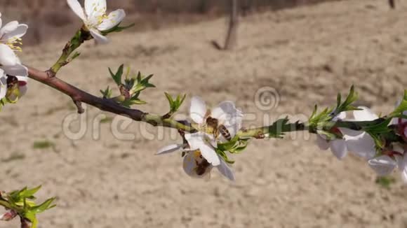 杏仁白花和授粉蜜蜂飞走了视频的预览图