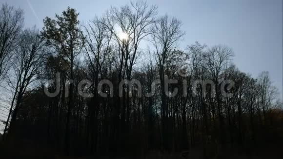 在一片漆黑的秋林中夕阳的时间流逝视频的预览图
