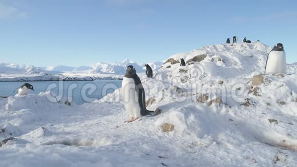 群Gentoo企鹅在南极洲建造巢和孵化蛋视频的预览图