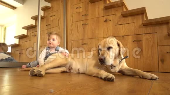 狗和小男孩在镜子附近的地板上孩子摸宠物的皮毛静态射击视频的预览图