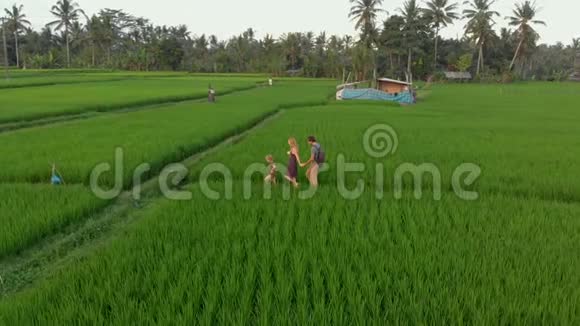 空中拍摄一个幸福的家庭游客走过一个奇妙的稻田和满足日落前往亚洲视频的预览图
