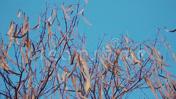 加泰罗尼亚自治区在蓝蓝的春天的天空上在卡特帕或卡塔巴树上长出了空荚视频的预览图