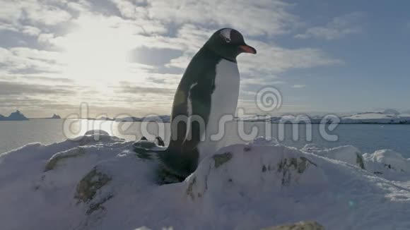 南极洲Gentoo企鹅特写肖像鸟巢上的鸟窝和守卫它视频的预览图
