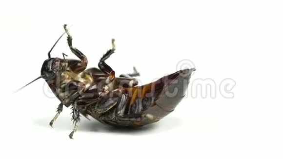 蟑螂躺在背上爪子向上转动白色背景快关门慢动作视频的预览图