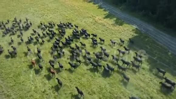 一群公牛跑过田野视频的预览图