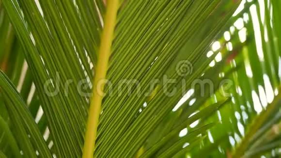 热带椰子绿叶树阳光明媚视频的预览图