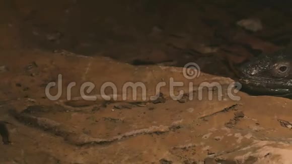 墨西哥黑龙或鬣蜥威格曼躺在沙石上视频的预览图