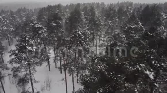 从一个高度的白雪森林视频的预览图