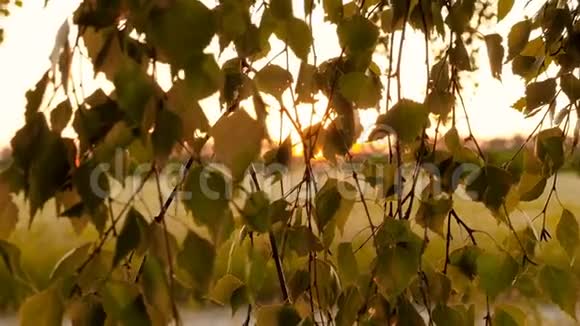 阳光透过树的叶子美丽的风景很美的地方树间日落桦树的叶子视频的预览图