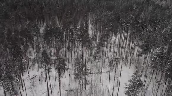 从一个高度的白雪森林视频的预览图