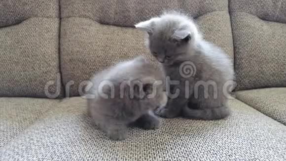 两只小猫坐在沙发上有趣的小猫视频的预览图