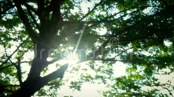 离焦和波克美丽的太阳阳光透过树顶照射阳光透过树叶照射视频的预览图