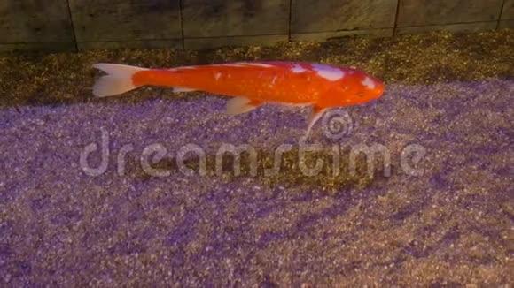 水族馆橙色的鱼慢慢游动从上面看视频的预览图
