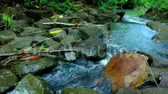 用水和自然放松森林溪流视频的预览图