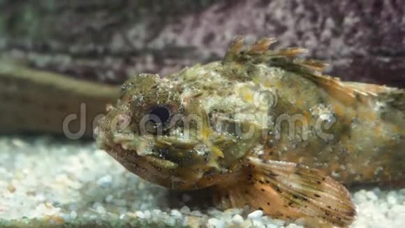 水族馆一种带有疣和黑点的黄褐色鱼的特写视频的预览图