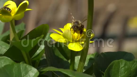 蜜蜂飞来飞去金银花春天特写蜜蜂忙碌视频的预览图