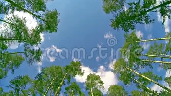 从下面的树林视频的预览图