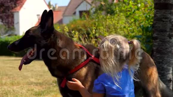 一个金发小女孩抚摸着比利时牧羊犬视频的预览图