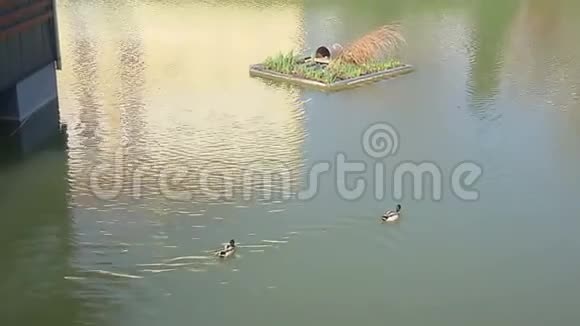 鸭子在湖里游泳视频的预览图