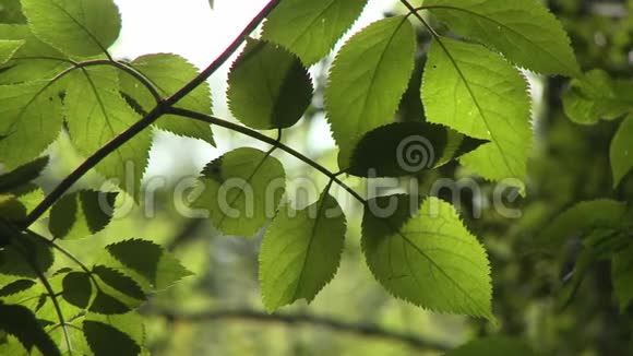 黑莓的下面是叶子视频的预览图
