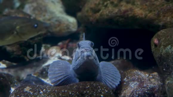 水族馆石头上是一条可怕的灰蓝色鱼它呼吸很重特写镜头视频的预览图
