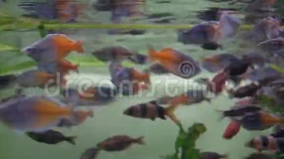 水族馆水面附近漂浮着一群紫色的鱼快关门视频的预览图