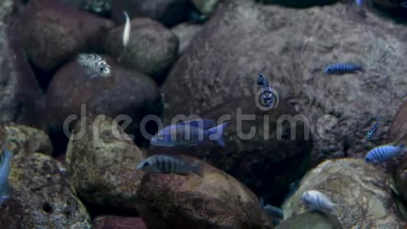 水族馆石头背景一群蓝色条纹的小鱼在游泳视频的预览图