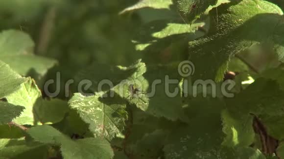 一只蜘蛛把猎物裹在网里视频的预览图