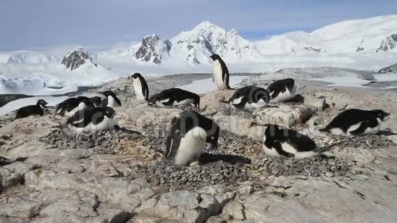 小岛上的Adlie企鹅群视频的预览图