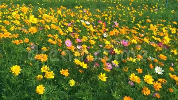 宇宙之花美丽的花朵盛开的场景自然景观背景视频的预览图