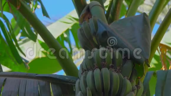 生果生叶香蕉树全景视频的预览图