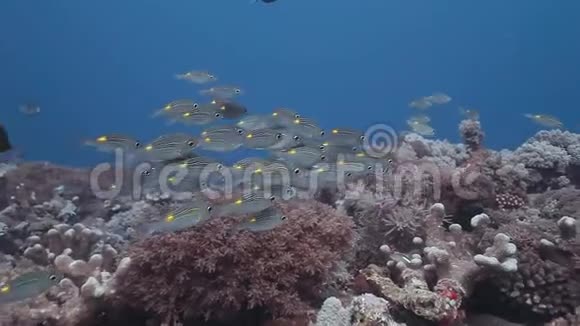 小派条纹大眼在珊瑚礁上游泳视频的预览图
