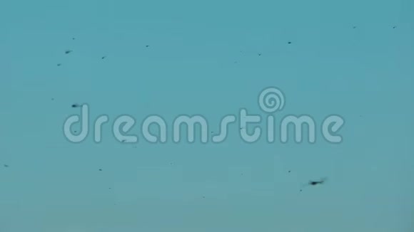 成群的蜻蜓飞翔在蓝天上寻找蚊子视频的预览图