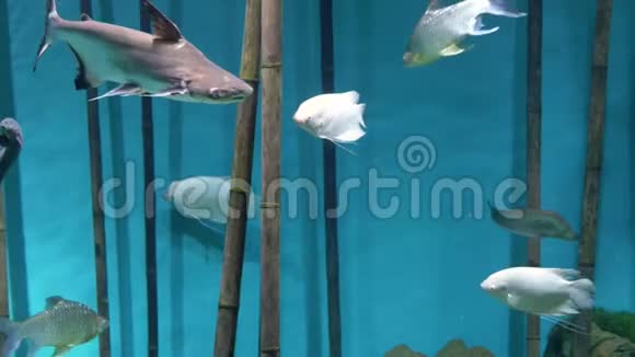 水族馆蓝色背景竹子白鱼游泳小鲨鱼视频的预览图