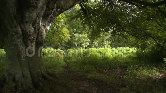 树林中空地旁的一棵大树视频的预览图