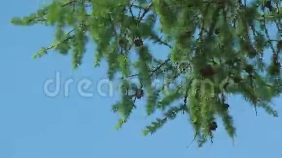 黄色的绿色树枝在风中摇摆视频的预览图