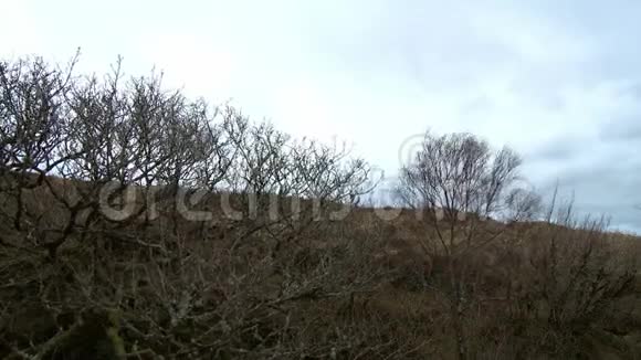 山坡上一排无叶的灌木丛视频的预览图