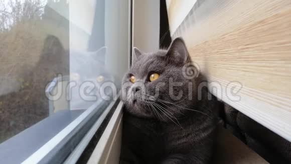 坐在窗台上的英国大猫视频的预览图