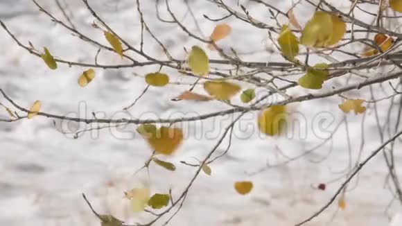 秋天的棉叶在冬天的微风中飘扬视频的预览图