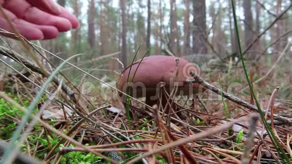 松林蘑菇湾博莱特蘑菇秋季视频的预览图